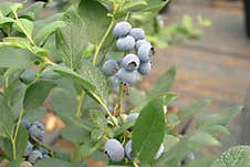 A Beautiful Young Blueberry Plant In The Ripening Stage. Royalty Free Stock Photos