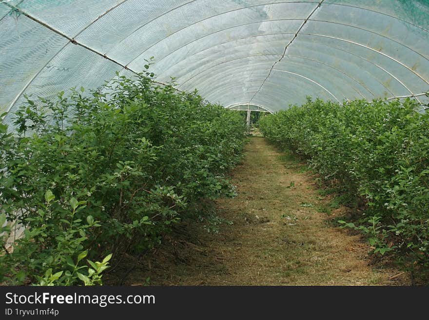 A greenhouse dedicated to nurturing tree seedlings is a controlled environment where young trees are cultivated until they are rob