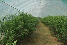 A Greenhouse Dedicated To Nurturing Tree Seedlings Is A Controlled Environment Where Young Trees Are Cultivated Until They Are Rob Royalty Free Stock Photos