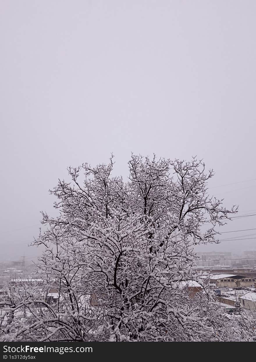 sky, winter landscape, trees under snow