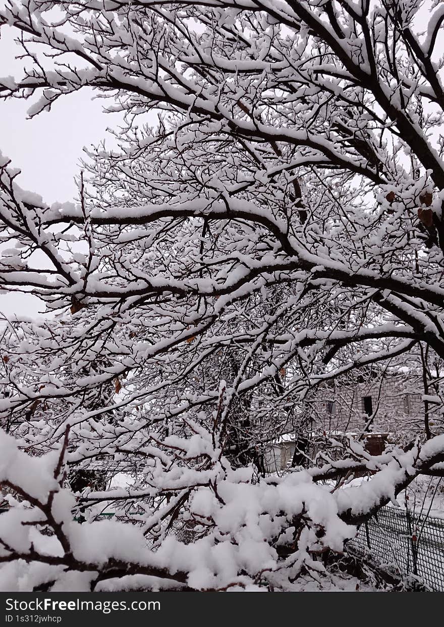 winter landscape, trees under snow