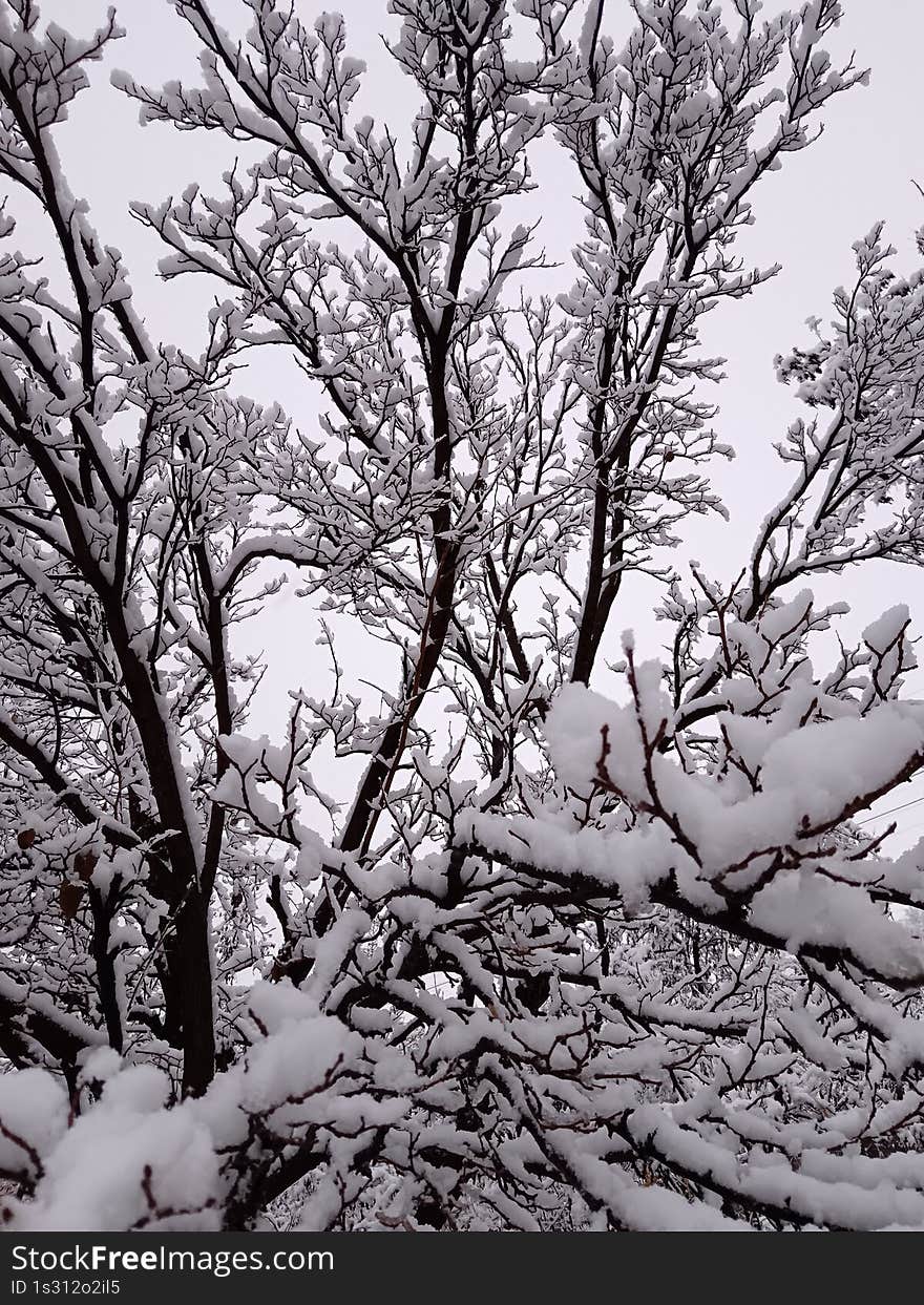 trees in snow, winter, white