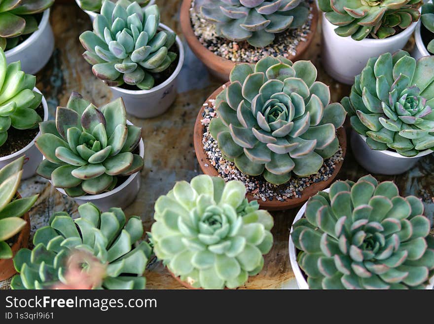 The collection of small potted succulent plants. Top View