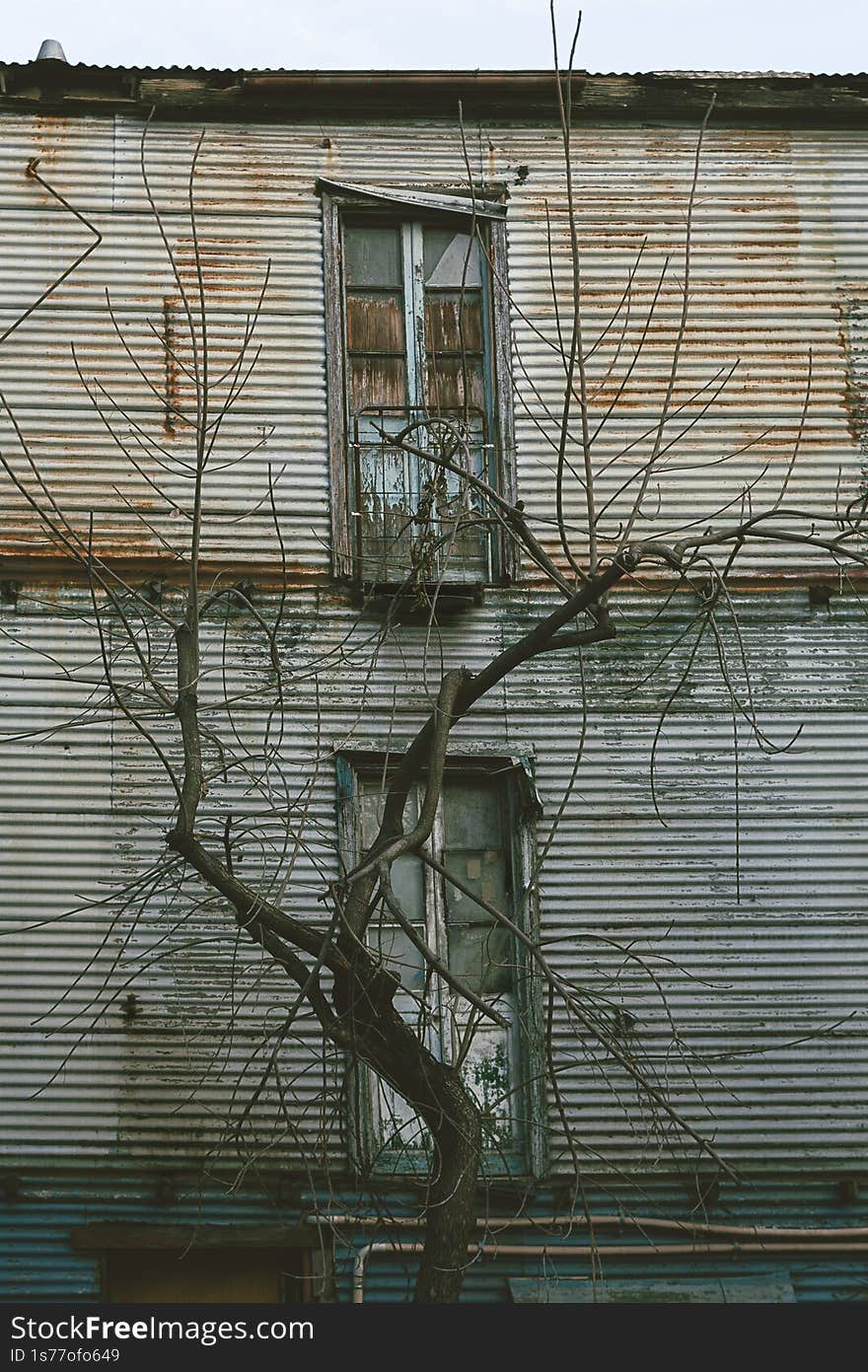 Dead tree in front of a house made of sheet metal