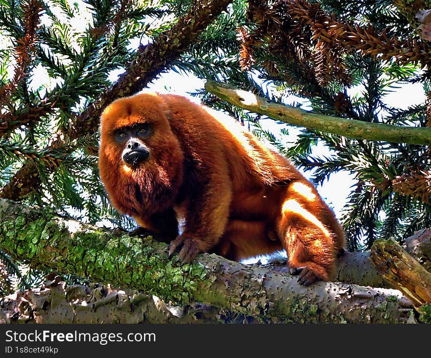 Red howler monkey at the top of an Araucaria pine.