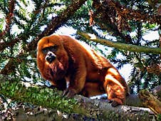 Red Howler Monkey At The Top Of An Araucaria Pine. Stock Image