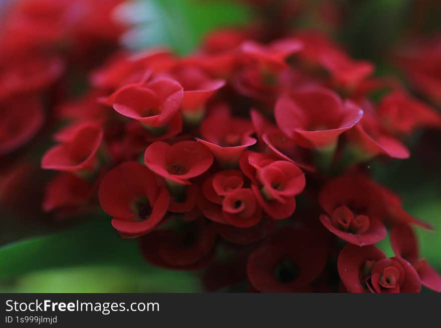 red crown of thorns flower close up shot