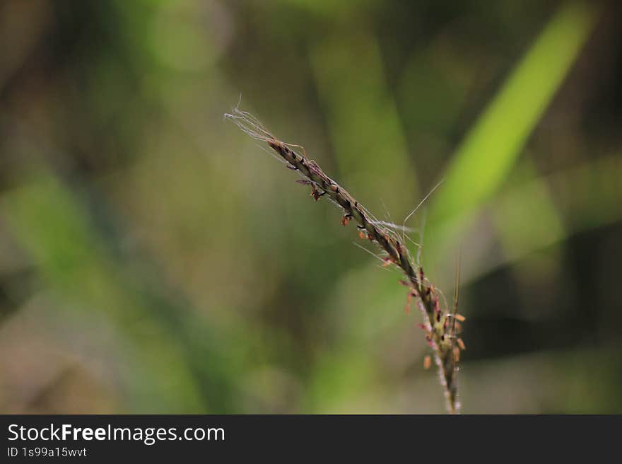 the image shows a close-up of a grass seed head against a blurred green background. the seed head is brown and slender, with delicate, hair-like structures extending from it. there are some small red details on the seed head. the background is a soft, out-of-focus mix of greens, suggesting a field or meadow setting. the shallow depth of field emphasizes the seed head, drawing the viewer's attention to its intricate details. the image shows a close-up of a grass seed head against a blurred green background. the seed head is brown and slender, with delicate, hair-like structures extending from it. there are some small red details on the seed head. the background is a soft, out-of-focus mix of greens, suggesting a field or meadow setting. the shallow depth of field emphasizes the seed head, drawing the viewer's attention to its intricate details.