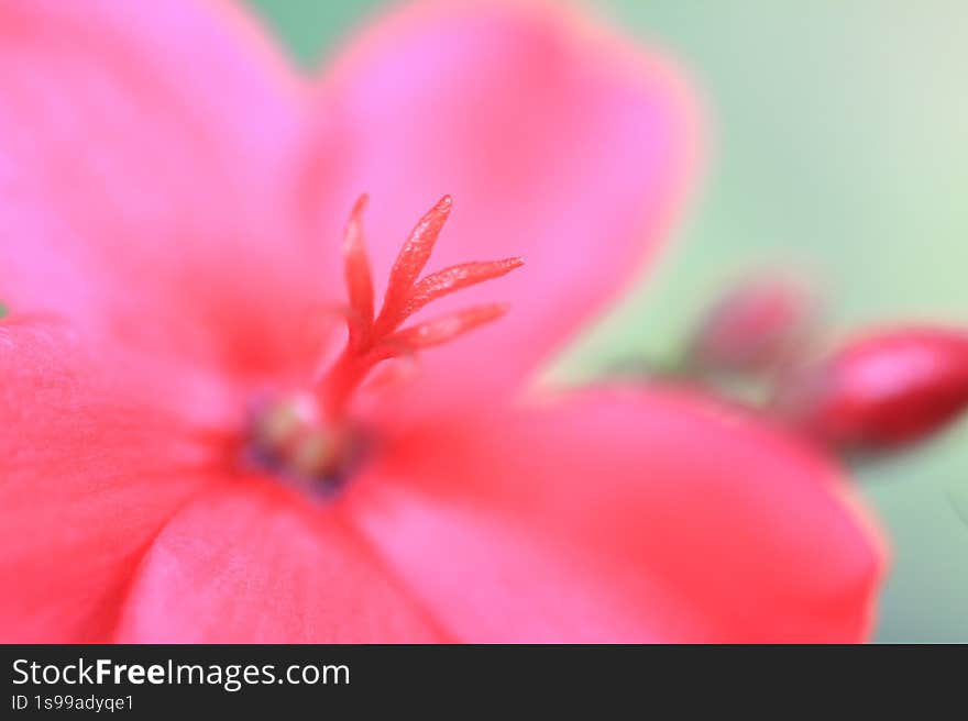 jatropha integerrima flower close up shot