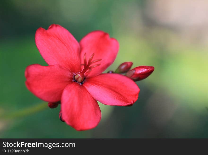 a bright red jatropha integerrima flower