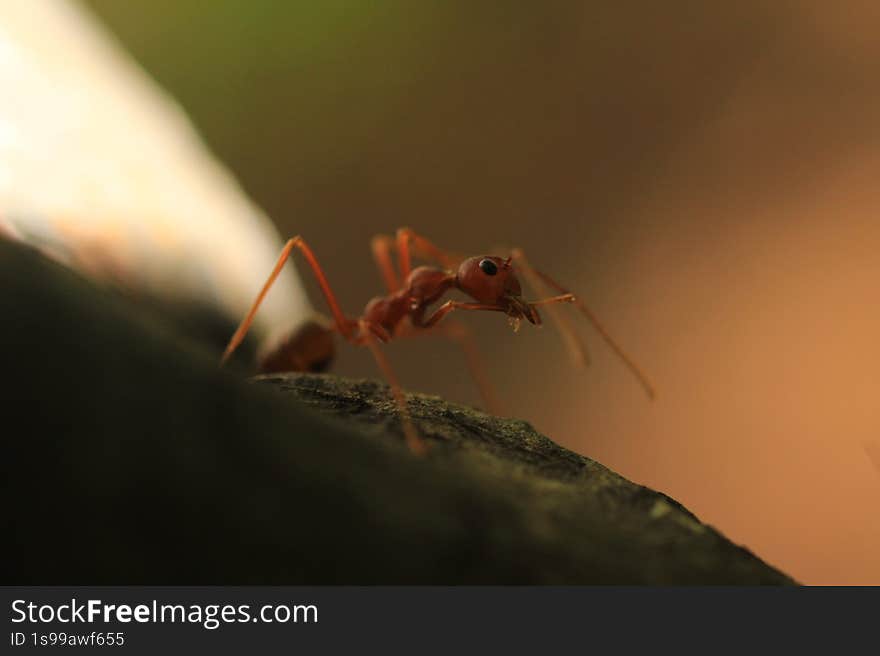 the image showcases a close-up, macro shot of a weaver ant. the ant, which is orange-red in color, is positioned on a dark, textured surface, likely a branch or piece of wood. the background is blurred, featuring warm tones of brown and orange, which helps to isolate the ant as the main subject. the ant's legs are long and slender, and its body segments are clearly visible. the lighting highlights the ant's features, creating shadows and adding depth to the image. the image showcases a close-up, macro shot of a weaver ant. the ant, which is orange-red in color, is positioned on a dark, textured surface, likely a branch or piece of wood. the background is blurred, featuring warm tones of brown and orange, which helps to isolate the ant as the main subject. the ant's legs are long and slender, and its body segments are clearly visible. the lighting highlights the ant's features, creating shadows and adding depth to the image.