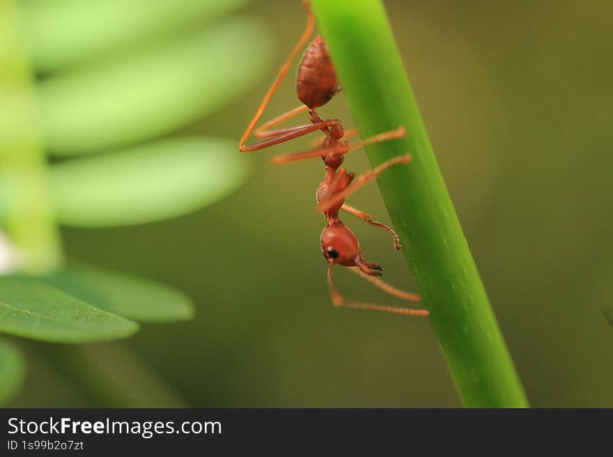 this is a macro shot of a red ant perched on a vibrant green leaf. the ant is the main focus, with its intricate details like its antennae, mandibles, and segmented body clearly visible. the background is softly blurred, highlighting the ant and the leaf. the lighting is bright and natural, enhancing the colors and textures of the subject. this is a macro shot of a red ant perched on a vibrant green leaf. the ant is the main focus, with its intricate details like its antennae, mandibles, and segmented body clearly visible. the background is softly blurred, highlighting the ant and the leaf. the lighting is bright and natural, enhancing the colors and textures of the subject.
