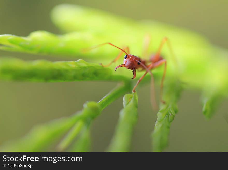 the image showcases a close-up shot of a weaver ant perched on a vibrant green leaf. the ant, with its reddish-brown body and long antennae, is the focal point, exhibiting intricate details of its anatomy. the leaf provides a contrasting backdrop, its texture and veins visible under the macro lens. the depth of field is shallow, blurring the background and emphasizing the ant's presence on the leaf. the lighting is soft and natural, highlighting the colors and textures of both the ant and the leaf. the image showcases a close-up shot of a weaver ant perched on a vibrant green leaf. the ant, with its reddish-brown body and long antennae, is the focal point, exhibiting intricate details of its anatomy. the leaf provides a contrasting backdrop, its texture and veins visible under the macro lens. the depth of field is shallow, blurring the background and emphasizing the ant's presence on the leaf. the lighting is soft and natural, highlighting the colors and textures of both the ant and the leaf.