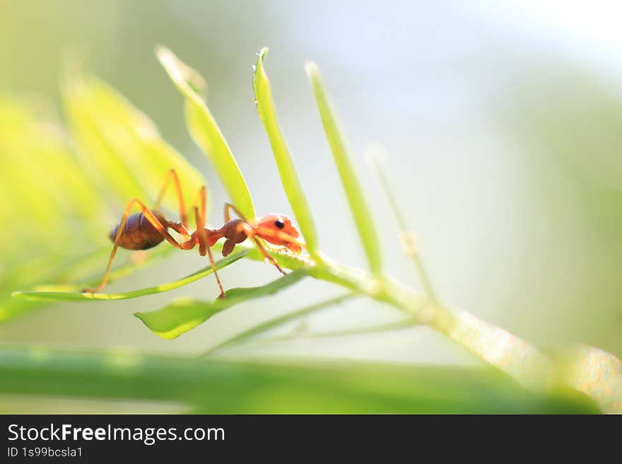 the image shows a close-up of a red ant on a plant. the ant is the main subject, positioned on a vibrant green leaf. the background is intentionally blurred, creating a soft focus effect that highlights the ant and the immediate plant structure. the lighting is bright and airy, contributing to the overall gentle and natural feel of the photograph. the ant's form is clearly visible, showcasing its segmented body and delicate legs. the image shows a close-up of a red ant on a plant. the ant is the main subject, positioned on a vibrant green leaf. the background is intentionally blurred, creating a soft focus effect that highlights the ant and the immediate plant structure. the lighting is bright and airy, contributing to the overall gentle and natural feel of the photograph. the ant's form is clearly visible, showcasing its segmented body and delicate legs.