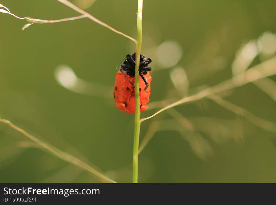 the image showcases a close-up shot of a ladybug larva clinging to a thin blade of grass. the larva is predominantly orange with black markings on its head and upper body. it appears to be in a vulnerable position, hanging upside down on the grass. the background is a soft, blurred green, suggesting a natural outdoor setting. the composition focuses on the larva, highlighting its unique appearance and its interaction with its environment. the image showcases a close-up shot of a ladybug larva clinging to a thin blade of grass. the larva is predominantly orange with black markings on its head and upper body. it appears to be in a vulnerable position, hanging upside down on the grass. the background is a soft, blurred green, suggesting a natural outdoor setting. the composition focuses on the larva, highlighting its unique appearance and its interaction with its environment.