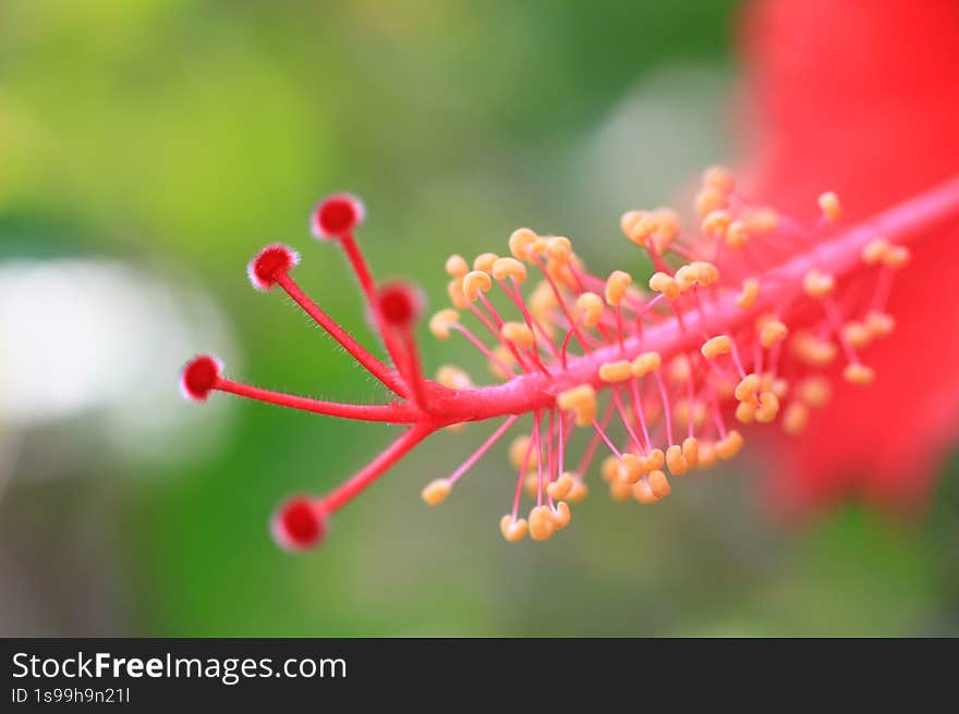 hibiscus flower close-up