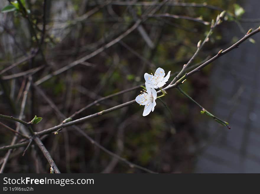 Southern cherry blossoms in early spring