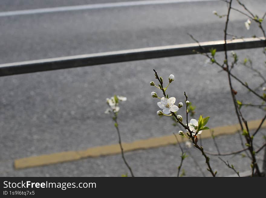 Flowering of southern fruit bush against the backdrop of the road