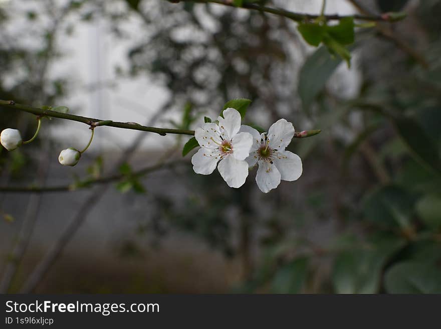 Southern fruit tree blooming on a spring evening