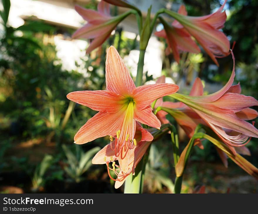 Belladona lily flowers, , closeup, amaryllis belladona