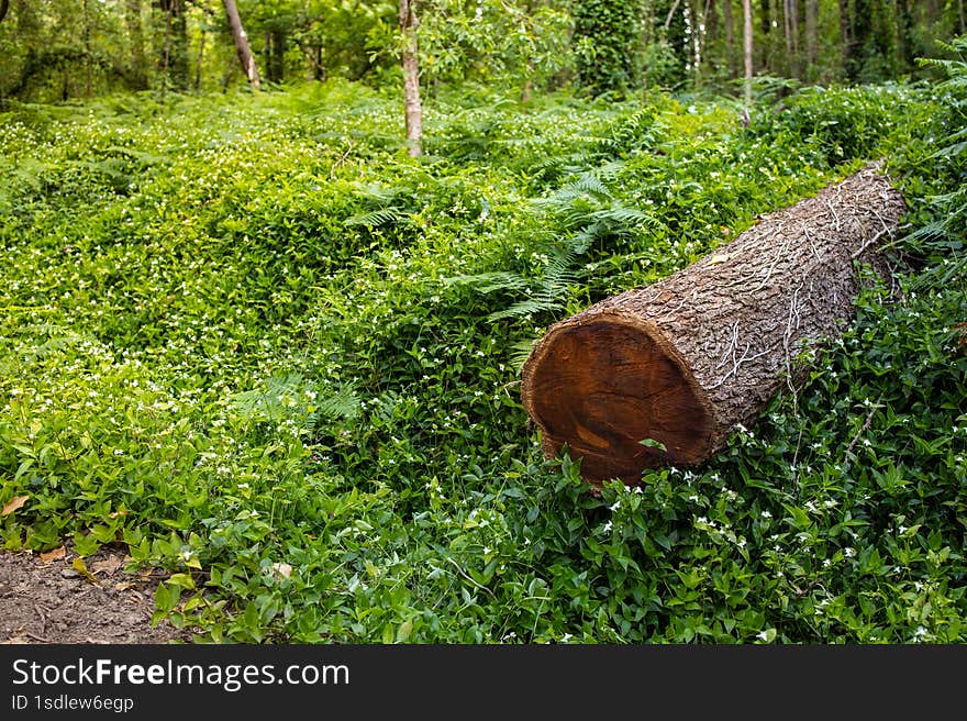 Tree branch close photo with a green background