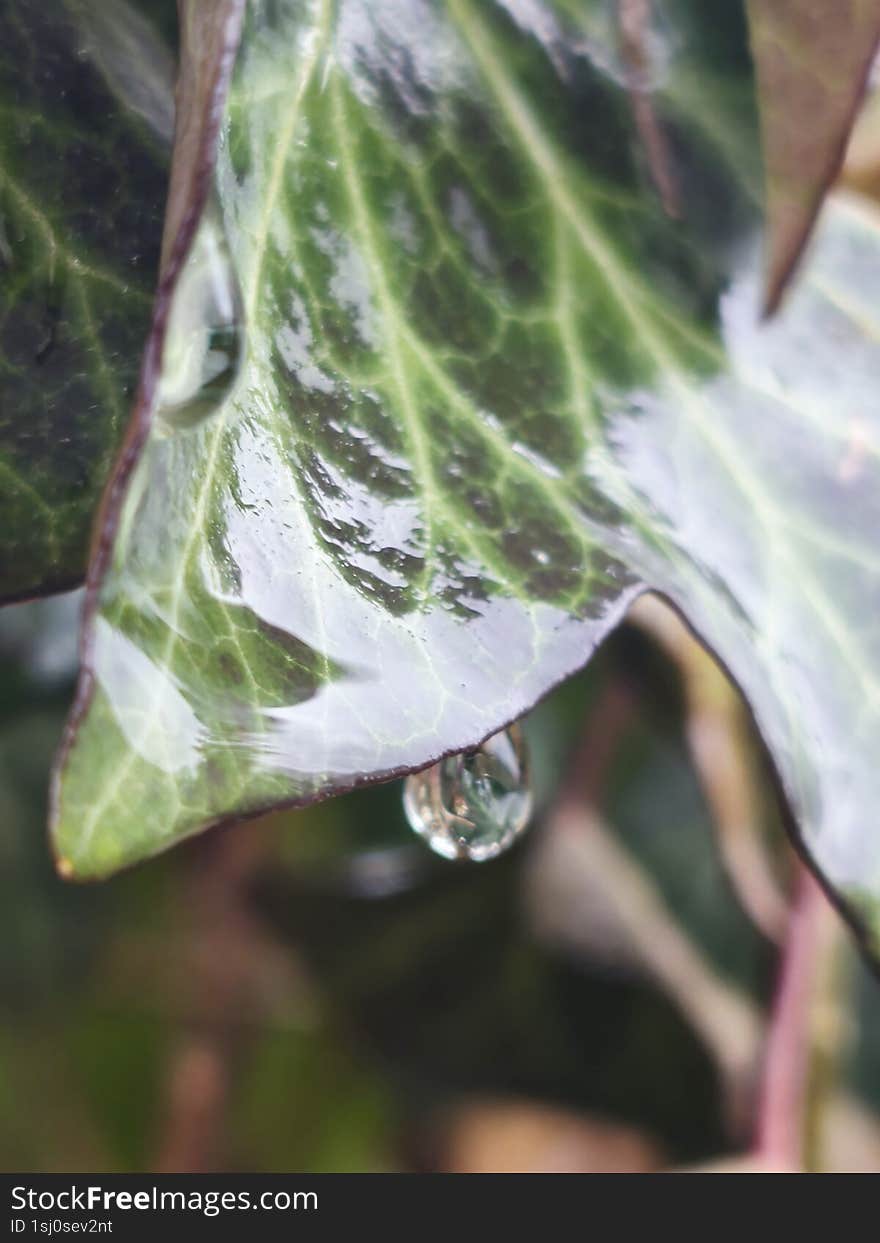 Water drop aesthetic nature leaf