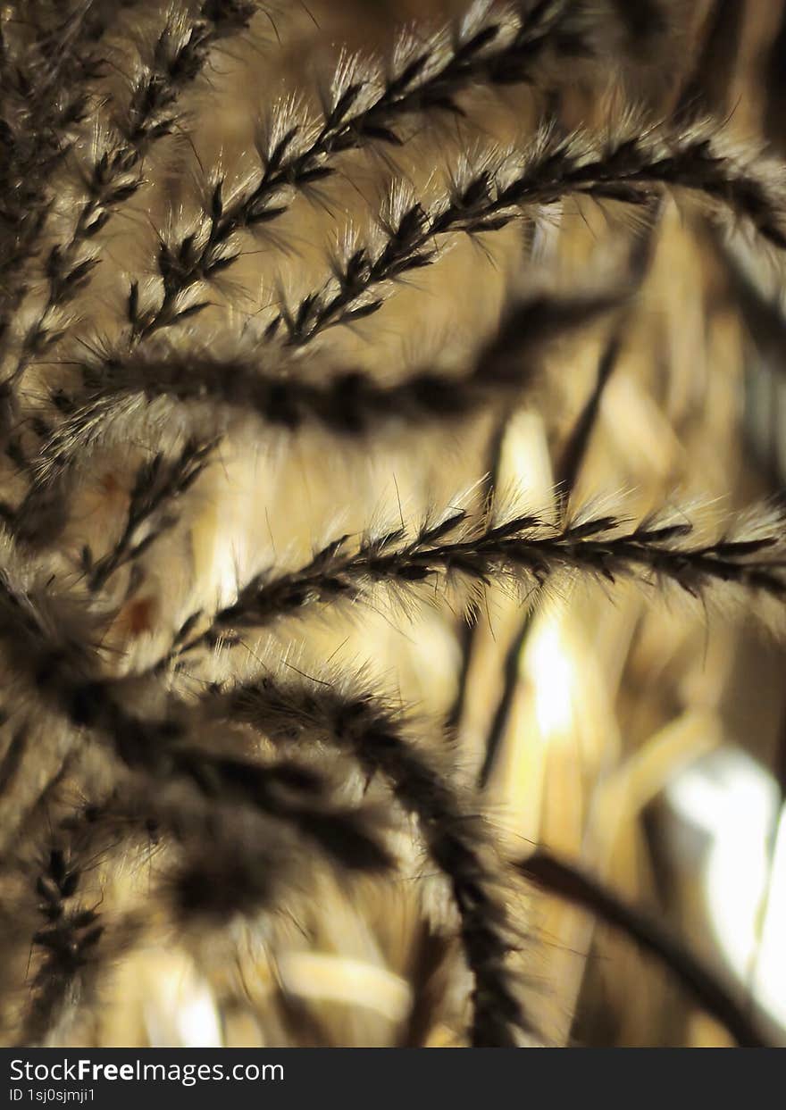 Aesthetic grass autumn sunset sunlight