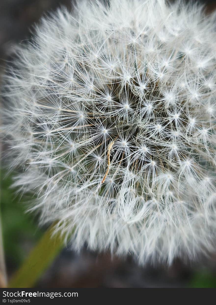 Monochrome white nature macro flower