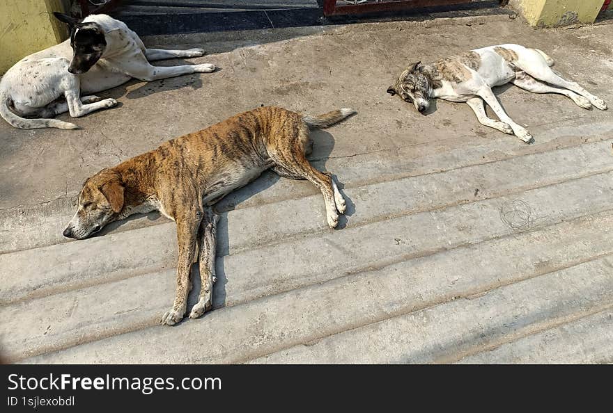 This candid photograph captures three street dogs seeking respite from the sun