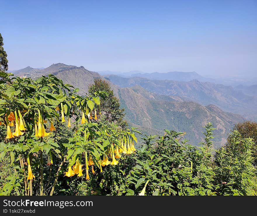 scenic mountain of kodaikanal in India  vista with a focus on vibrant yellow flowers in the foreground. The flowers, shaped like elongated bells, hang from green bushes, creating a striking contrast against the backdrop of rolling hills and mountains stretching into the distance