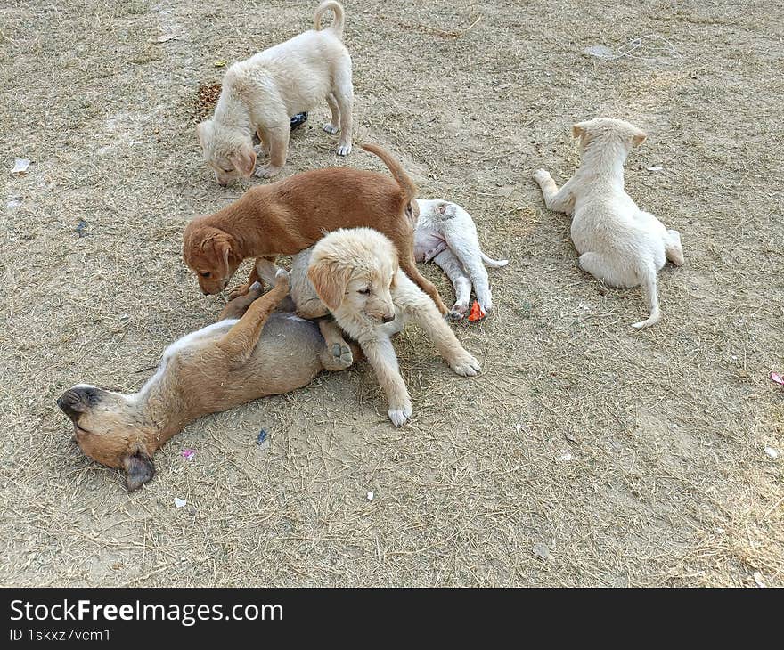 delightful scene of puppy play