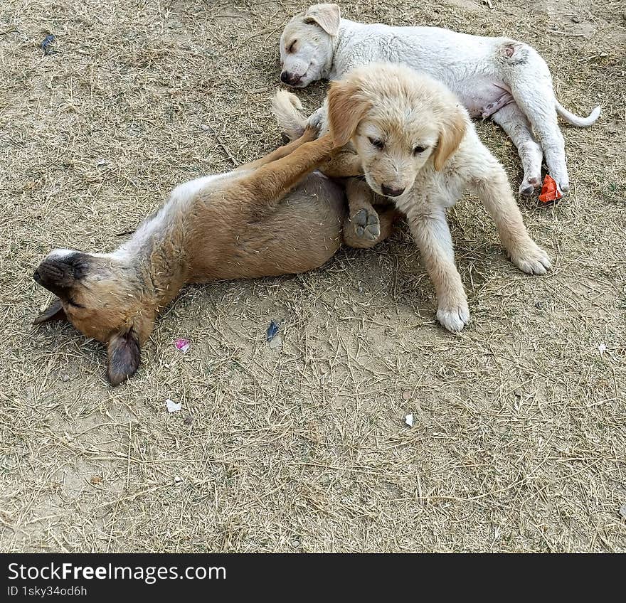 playful moment between two adorable puppies