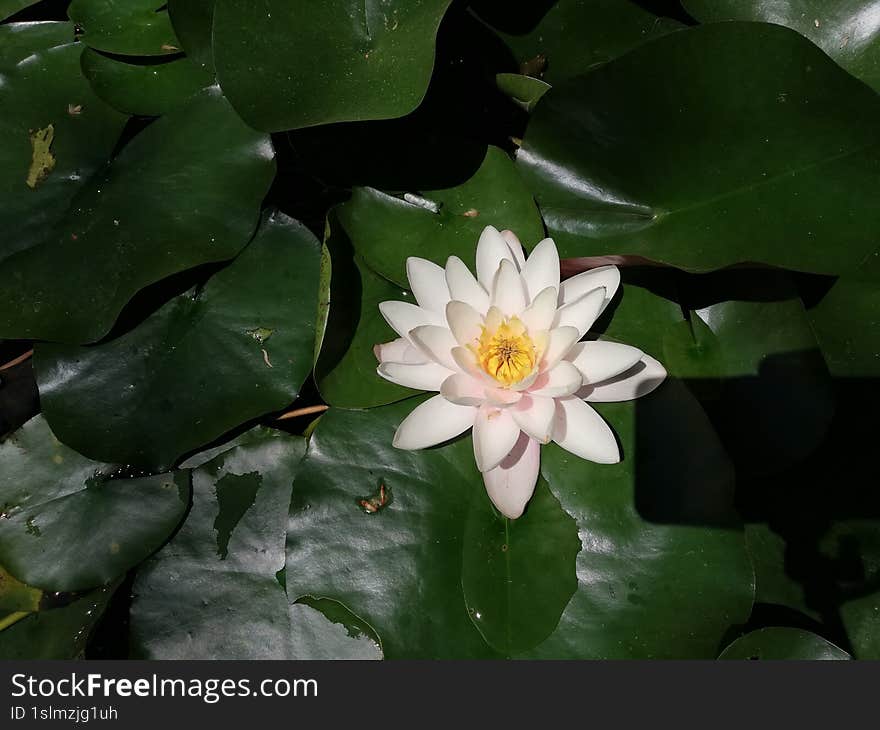 Pink water lily.