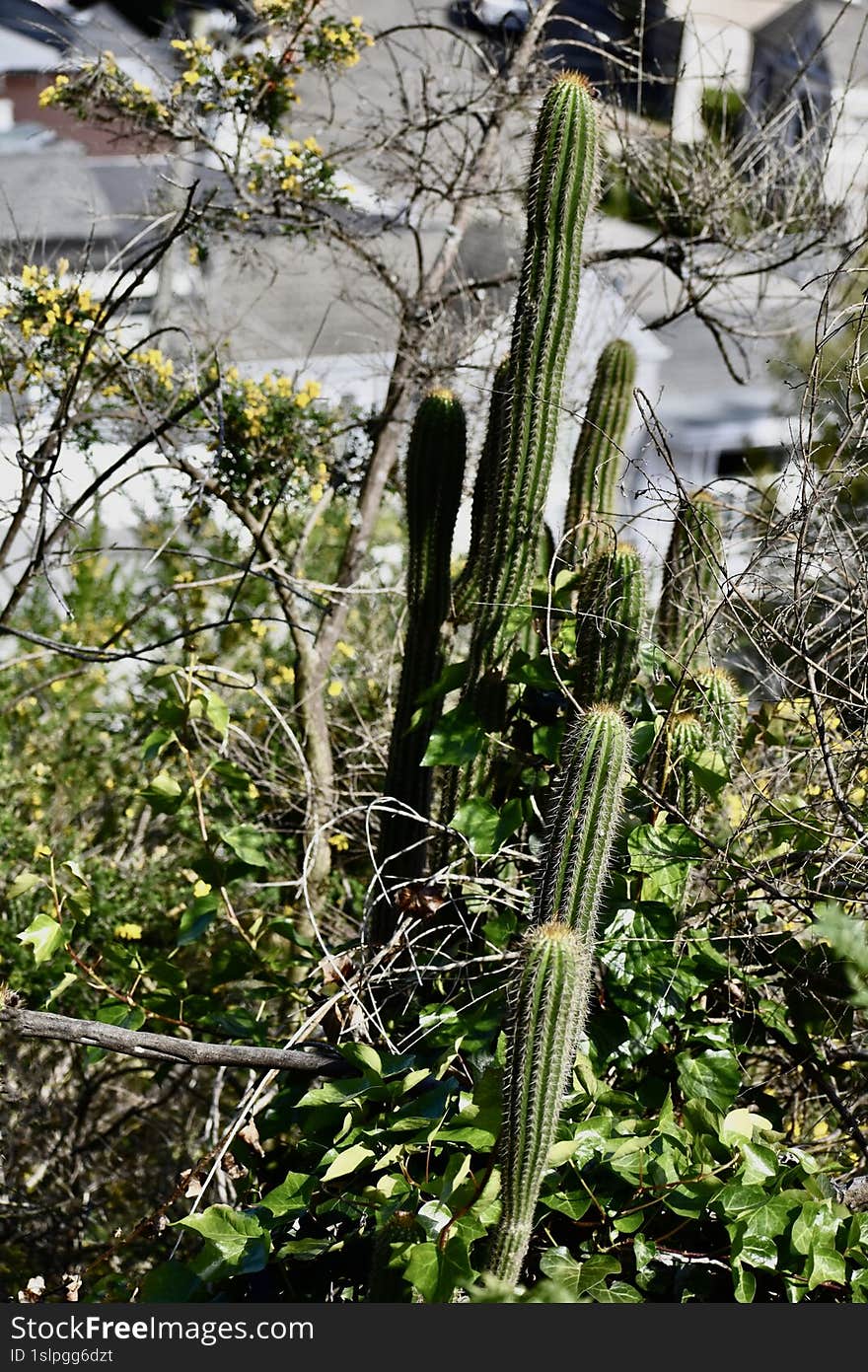 Organpipe cactus, Stenocereus thurberi  2