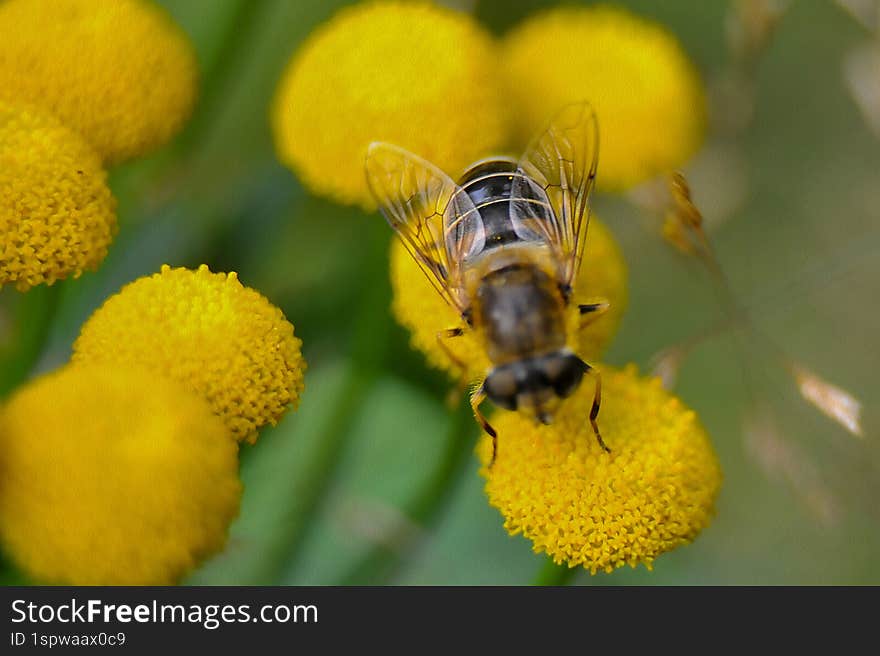 drone fly on a flower close-up