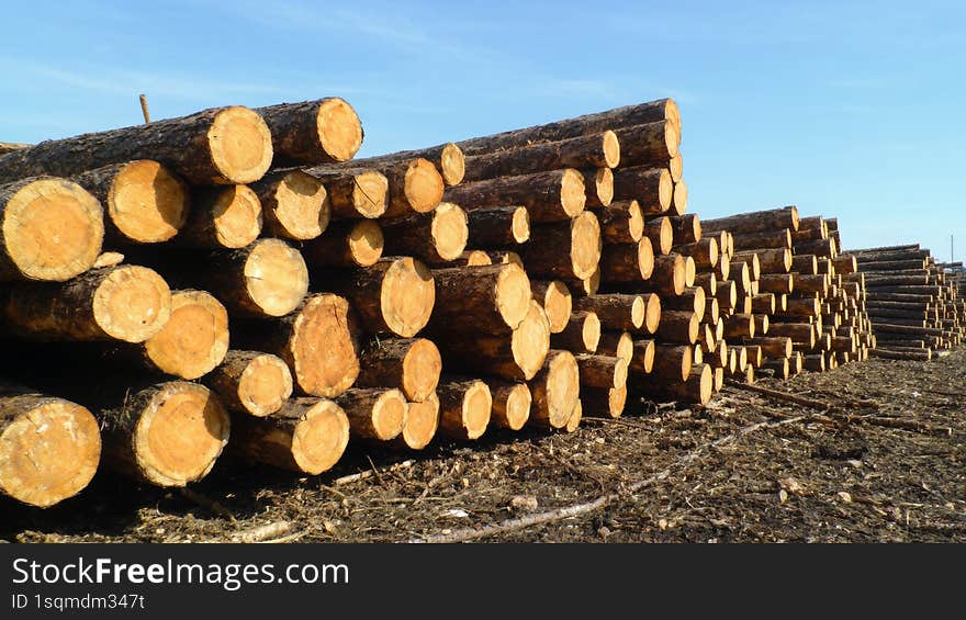 Piles of freshly cut wood logs, neatly arranged in a lumberyard with a clear blue sky and green forest backdrop, representing sust