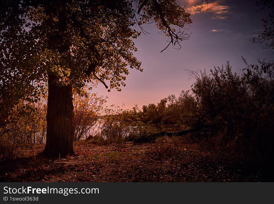 fragment of forest on the river bank in Ukraine