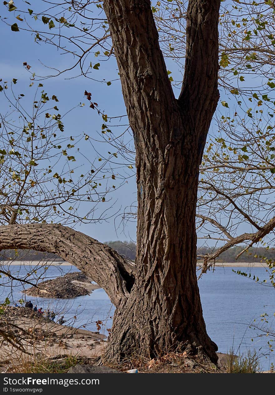 fragment of forest on the river bank in Ukraine