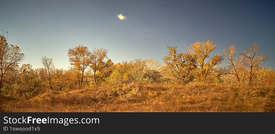 fragment of forest on the river bank in Ukraine