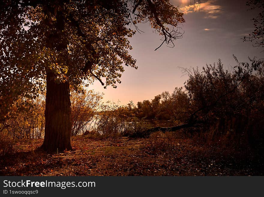 fragment of forest on the river bank in Ukraine