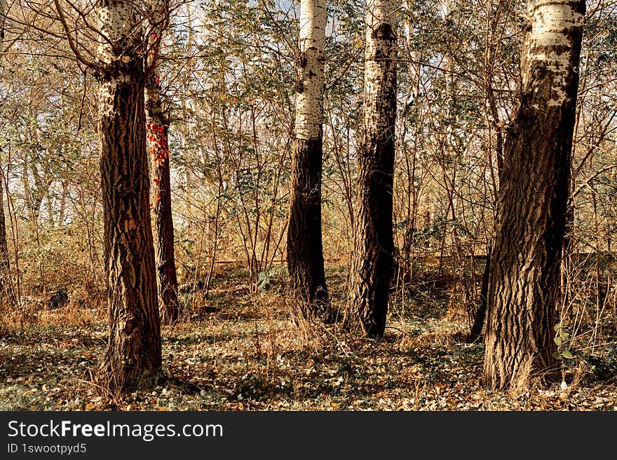 fragment of forest on the river bank in Ukraine