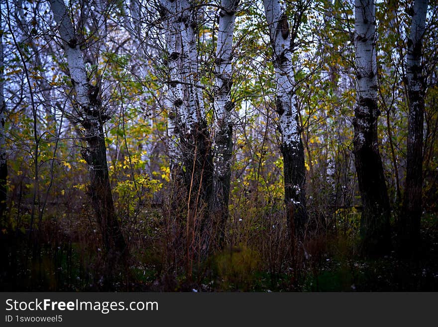 fragment of forest on the river bank in Ukraine