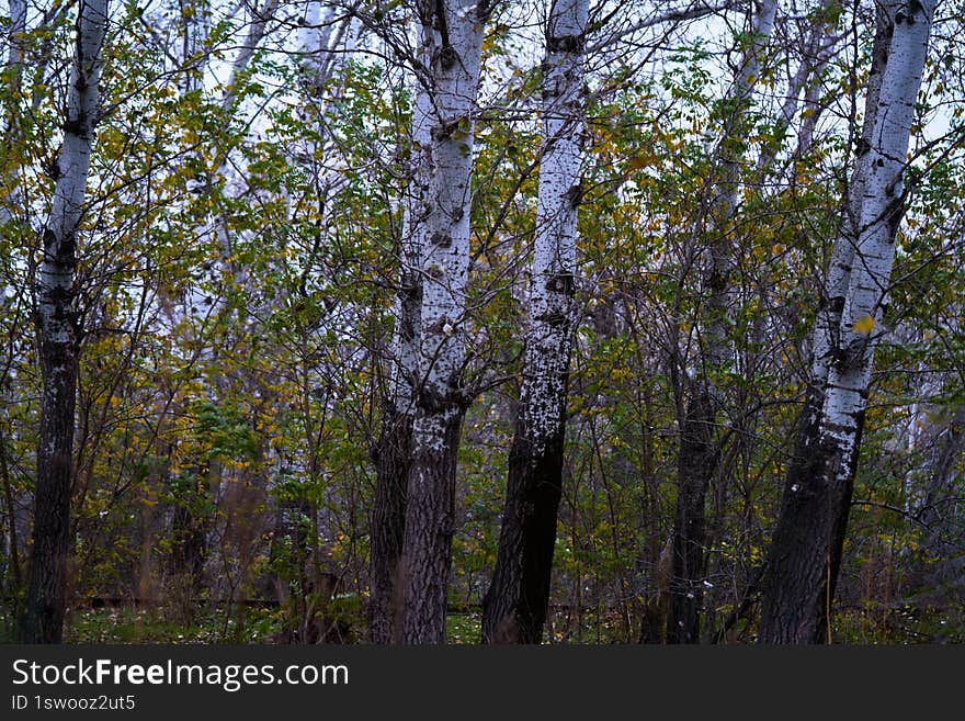 fragment of forest on the river bank in Ukraine