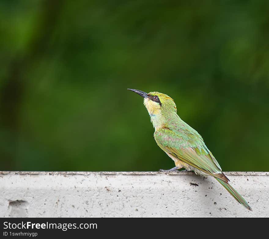 Bee-eater � The Colorful Insect Hunter of the Sky