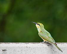 Bee-eater – The Colorful Insect Hunter Of The Sky Royalty Free Stock Photo