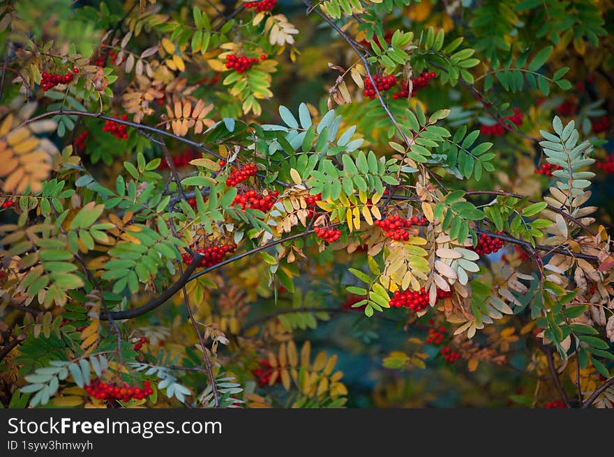 Rowanberry tree at autumn with fruits