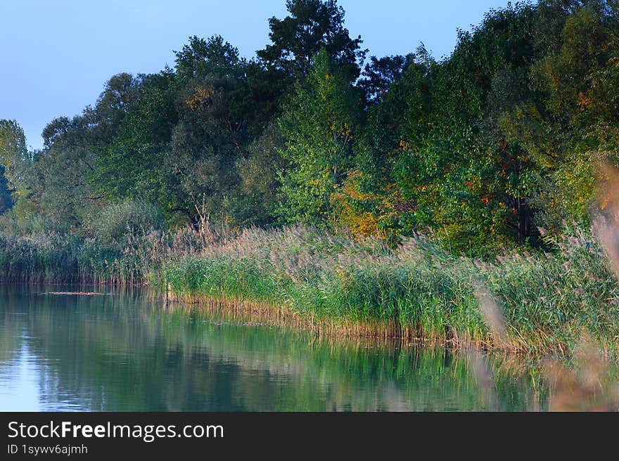 Grass at lake on evening