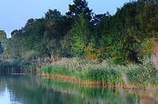 Grass At Lake On Evening Royalty Free Stock Photos