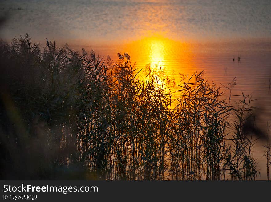 Grass at lake side.Reflection of setting sun in the water surface