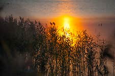 Grass At Lake Side.Reflection Of Setting Sun In The Water Surface Royalty Free Stock Images